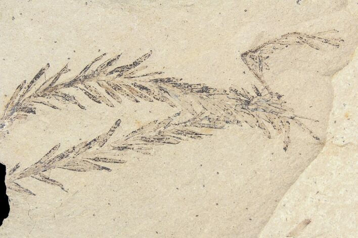Metasequoia (Dawn Redwood) Fossils - Montana #85809